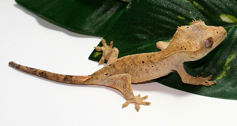 Dalmation Crested Gecko. CG-214 Dalmation